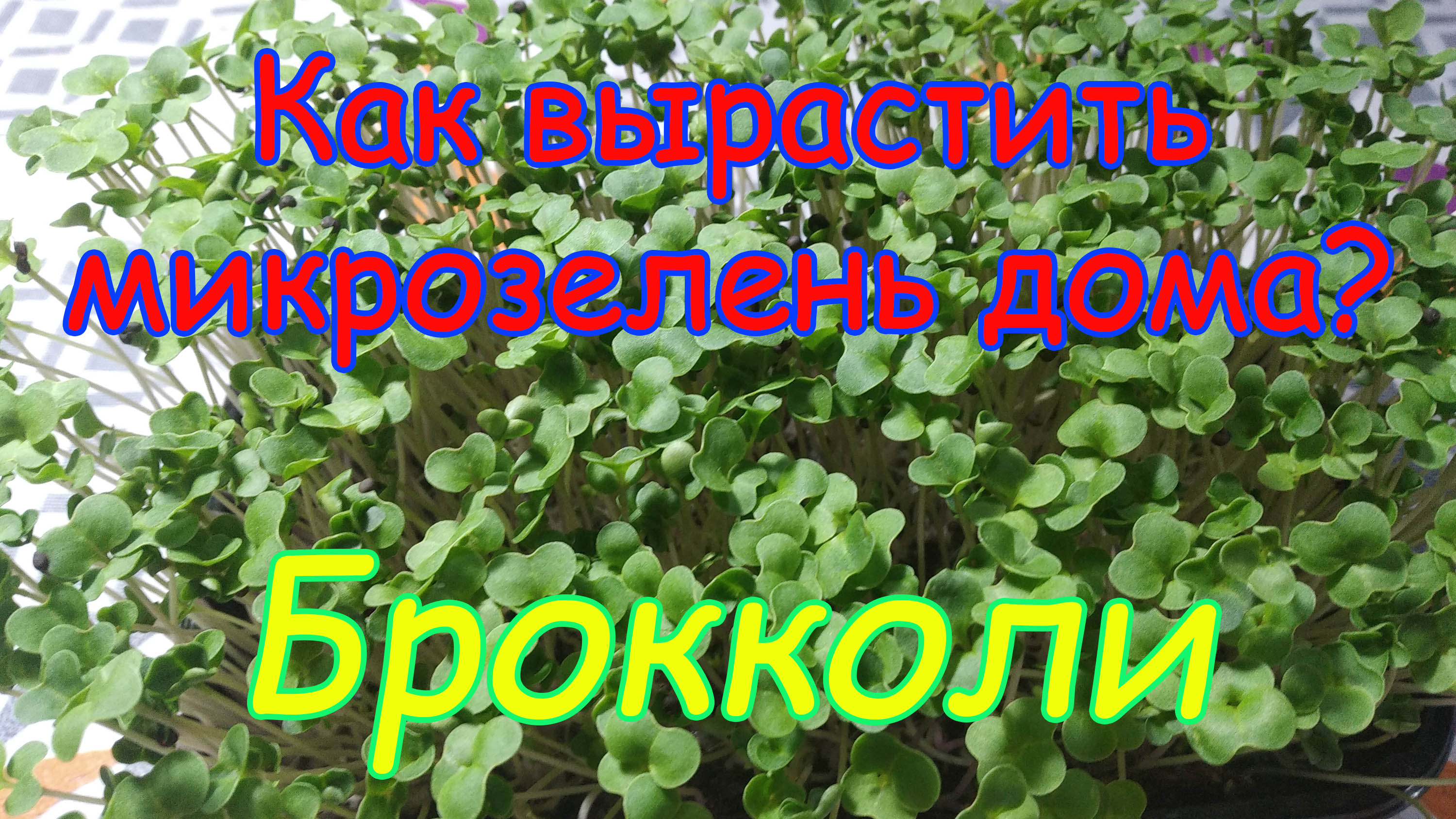 Как вырастить микрозелень в домашних условиях? Рассмотрим на примере капусты Брокколи