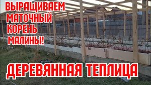 Деревянная теплица, для выращивания маточного корня  малины!