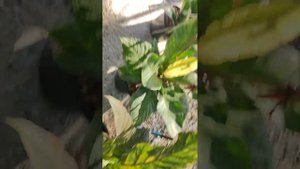 Цветочный рынок в Тайланде.