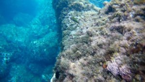 Италия.Сицилия.Taormina.Подводный мир Средиземного моря.Сноркелинг.