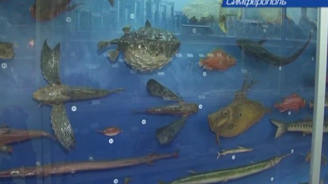 Акула-молот пополнила коллекцию зоологического музея ТНУ смотреть онлайн