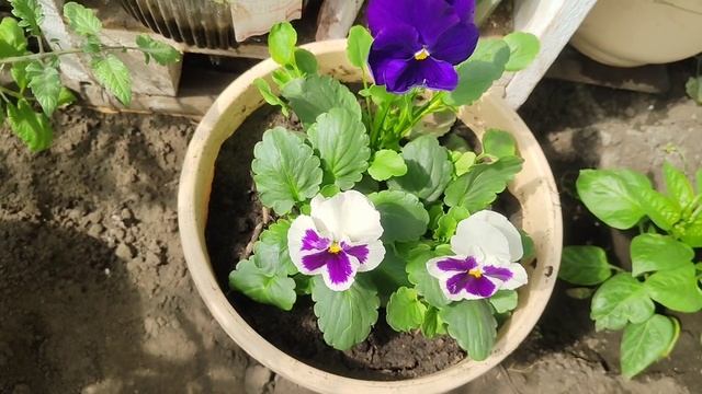 Посадите эти цветы в одно кашпо! Мои садовые миксы! смотреть онлайн