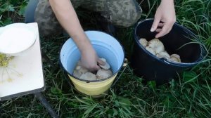 Засолка груздей дедовским холодным способом! Всё ПРОСТО И БЫСТРО!