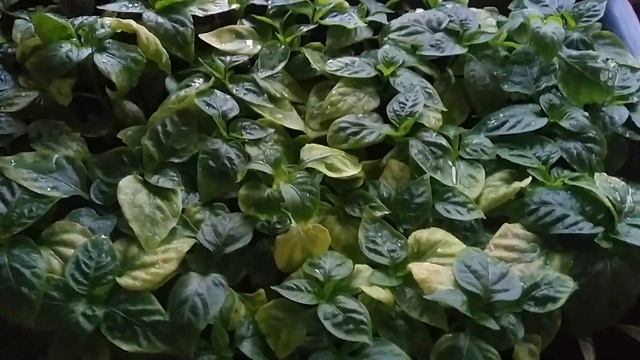 Рассада перца) как я сажу. Вредитель. смотреть онлайн