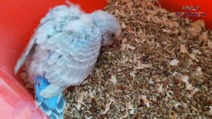 ? Самка волнистого попугая клюет, ощипывает птенцов