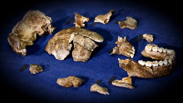 Древний человек Хомо Наледи / Homo naledi. Рассказывает Сергей Вячеславович Савельев.
