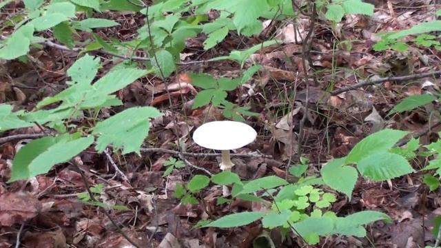 Amanita Mushroom (Amanita bisporigera)