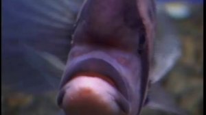 Африканские цихлиды