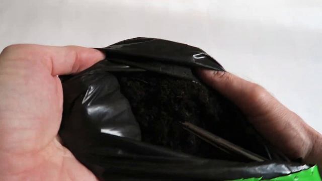 Сладкий перец ЧЕРНАЯ ЛАКОМКА ??? Замочил в Спелёныше и высадил в грунт Богатырь! смотреть онлайн