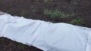 Как укрыть ежевику на зиму. Проверяем качество укрытия после нескольких дней подряд с сильным ветро