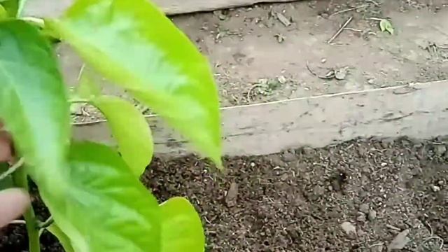 Заморозки убавили плодоношение. Дальнейшая агротехника и подкормки перцев в теплице.