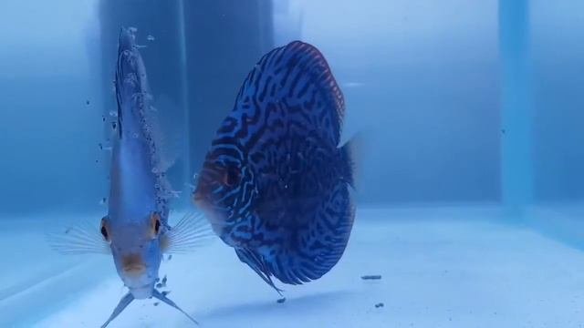Blue Diamond & Turquoise