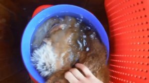 ВЫДЕЛКА ШКУРЫ ЛИСЫ ЧАСТЬ 2 (отмока)