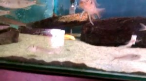 Цихлиды оз. Танганьика