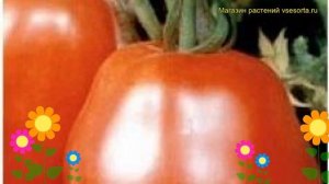 Томат обыкновенный Рубиновый Кубок. Краткий обзор, описание характеристик, где купить семена