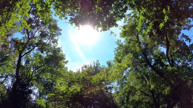 Музыка - это божественный способ сказать сердцу красивые слова, это самый известный язык в мире. смотреть онлайн