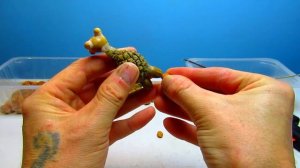 Ленивец Сид. Мастер класс для тех, кто хочет научиться делать поделки из подручных материалов!