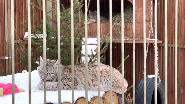 Ева и Тимка / Парк Львов «ЗЕМЛЯ ПРАЙДА» смотреть онлайн