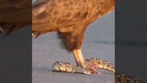 Орлан(змееяд Крачун) настиг Гадюгу . Ест его там же живьём?