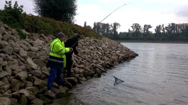 Рыбалка на Райне Германия 2015 год смотреть онлайн