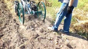 уборка картошки картофелекопалкой "дельфин"