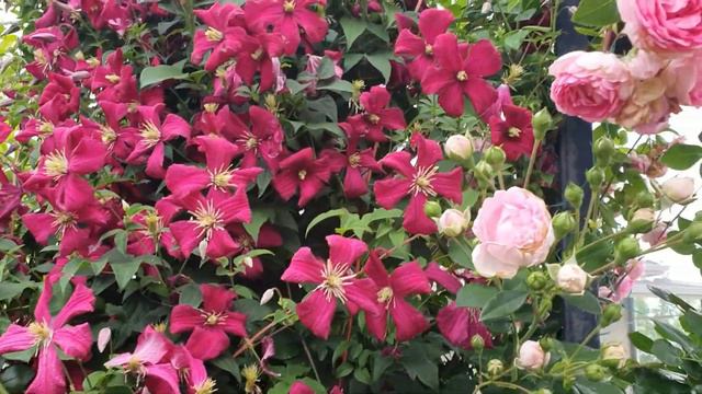 자스미나.클레마티스.라빌라코타등.다알리아 지주세우기. rose garden