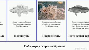 Рыба, отряд скорпенообразные терпуг fish окунь морской терпуги крылатка Северный окуни шипощёк