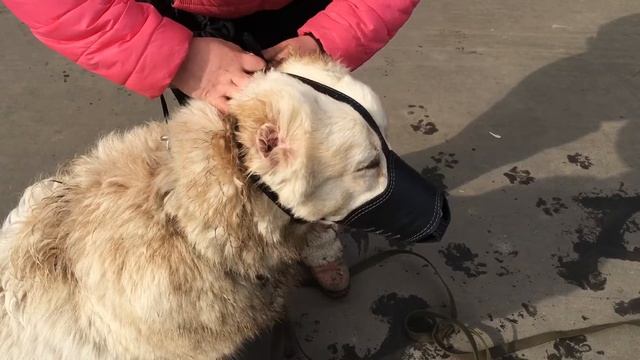 Дрессировка алабая. смотреть онлайн