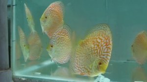 Checkerboard discus @ shivadiscus india