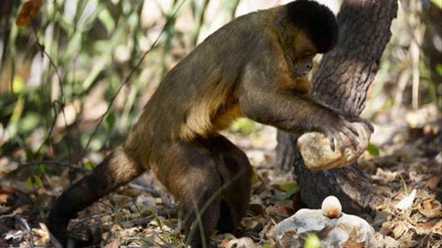 Опровергнут один из главных мифов о происхождении человека смотреть онлайн