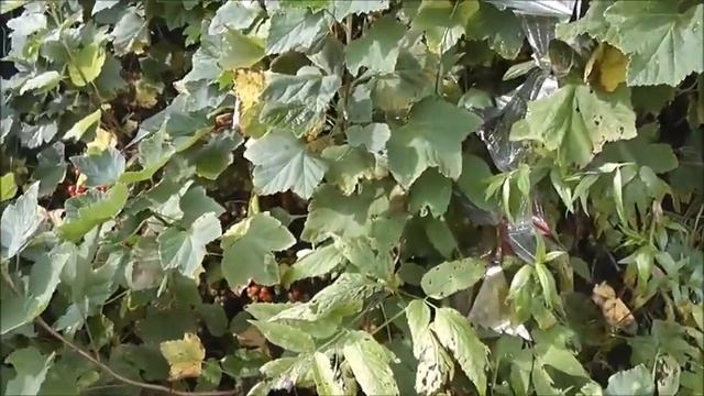 Когда созрела красная смородина в заброшенной деревне Закатово. смотреть онлайн