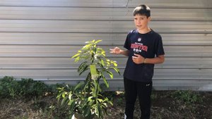 Обзор дерева Авокадо 🥑 🥑🥑