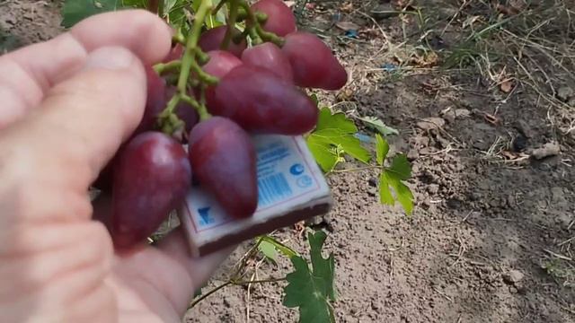Сеянцы новинки.5 августа 2024 год.Виноградник Щереденкова В. А.mp4