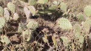 Я сел на кактус!