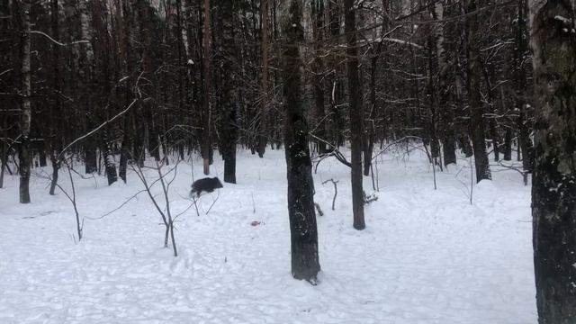 Кабаны в Лосином острове смотреть онлайн