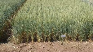 Озимая пшеница,  сорт Сила