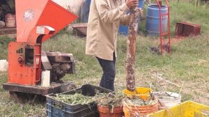 Ensilaje de Maralfalfa y Mata Ratón para Alimentar  Cerdos y Bovinos