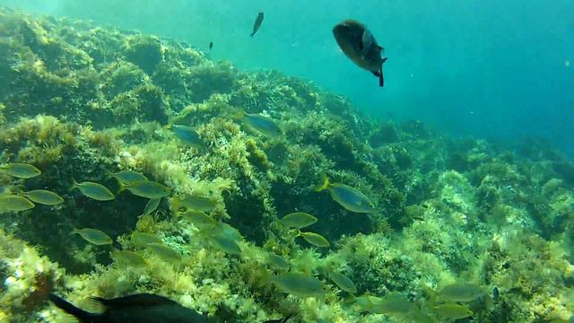Anchor Reef, Marsalforn, Gozo, Malta смотреть онлайн