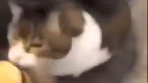 Here Kitty😊, u can has cheeseburger 🍔🍔