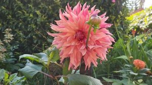 Penhill Dark Monarch Dahlia