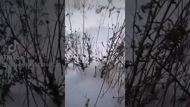 Помощь бездомным животным