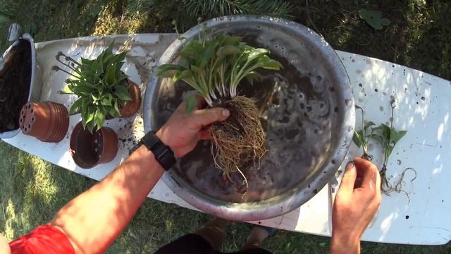 ХОСТА (HOSTA) - РАЗМНОЖЕНИЕ. Проще - не бывает. смотреть онлайн