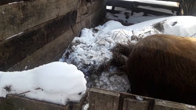 Обзор нашего хряка дюрка. Поросятам двое суток.