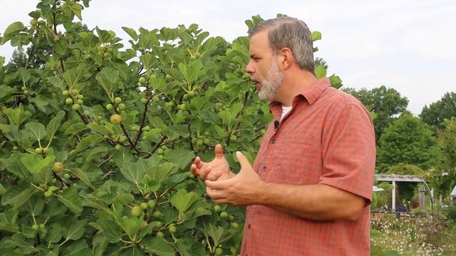 Common fig (Ficus carica) - Plant Identification смотреть онлайн
