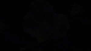 Саркофитон.  Sarcophyton sp.