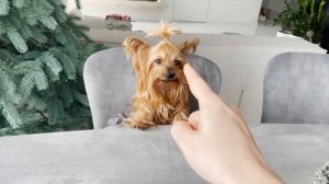 КОРОЧЕ ГОВОРЯ, ЗЛОЙ ПЁС ВЕРНУЛСЯ В ШКОЛУ НА 1 ДЕНЬ !