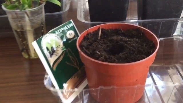 Весеннее черенкование гортензий одревесневшими черенками