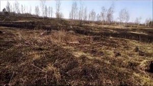 КАМЕНЬ СТРЕЛА. Локнянский район. Культовое городище (Локнянская Сага).