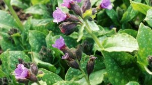 PARA QUE SIRVE?PULMONARIA ?BENEFICIOS?ANTIOXIDANTE ?Pulmonaria officinalis ?PROPIEDADES Y USOS PLAN