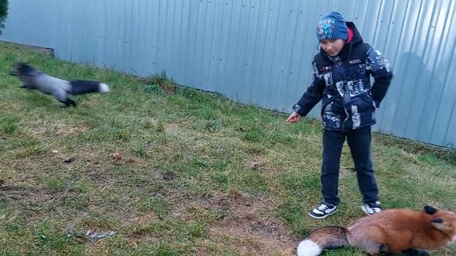 Лисы просят вкусняшки смотреть онлайн